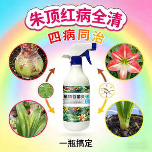 朱顶红红斑病红锈病烂根专用药杀菌剂催花爆芽素种球根营养液肥料