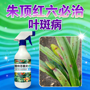 朱顶红红斑病红锈病烂根专用药杀菌剂催花爆芽素种球根营养液肥料