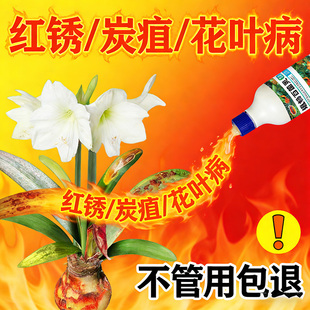 朱顶红红斑病红锈病烂根专用药杀菌剂催花爆芽素种球根营养液肥料