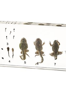 Life Cycle Of Frog Specimens In clear Lucite Educational  an