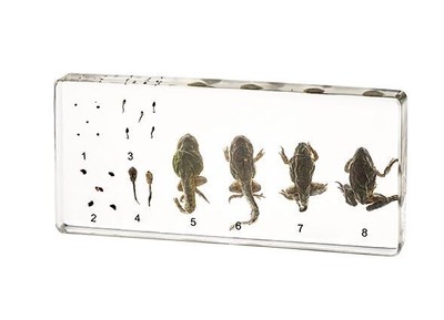 Life Cycle Of Frog Specimens In clear Lucite Educational  an