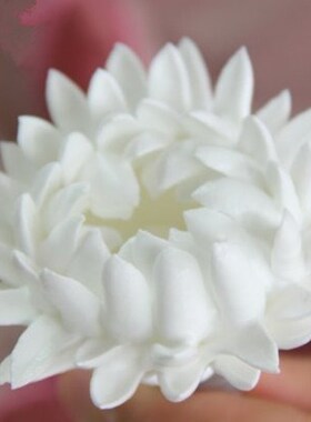 79, 80, 81 Little Daisy tulip fold cream mounting mouth stai