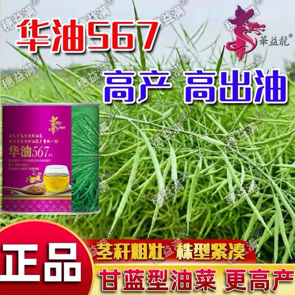 华油567纯黄油菜种子矮杆抗病抗倒伏高产高油菜籽大田油菜种纯黄