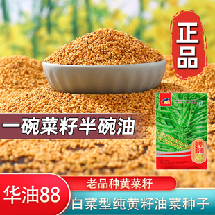 纯黄油菜籽种华油88白菜型纯黄菜籽种高产抗病抗倒伏矮杆油菜籽种