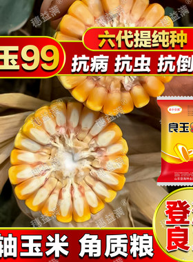 登海玉米种子高产抗倒伏