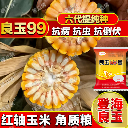 原装国审登海良玉99第六代良玉99云南贵州四川高产玉米种子抗旱