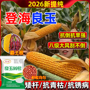 六代良玉99高产玉米种子双胞胎红轴矮杆大棒硬质杂交玉米种抗旱