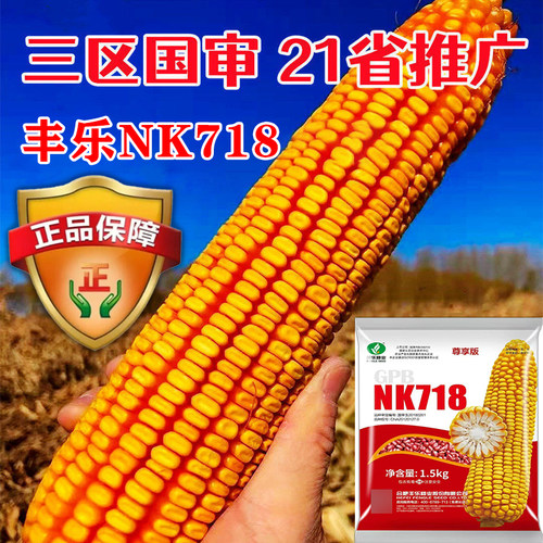 丰乐NK718正品原装杂交玉米种