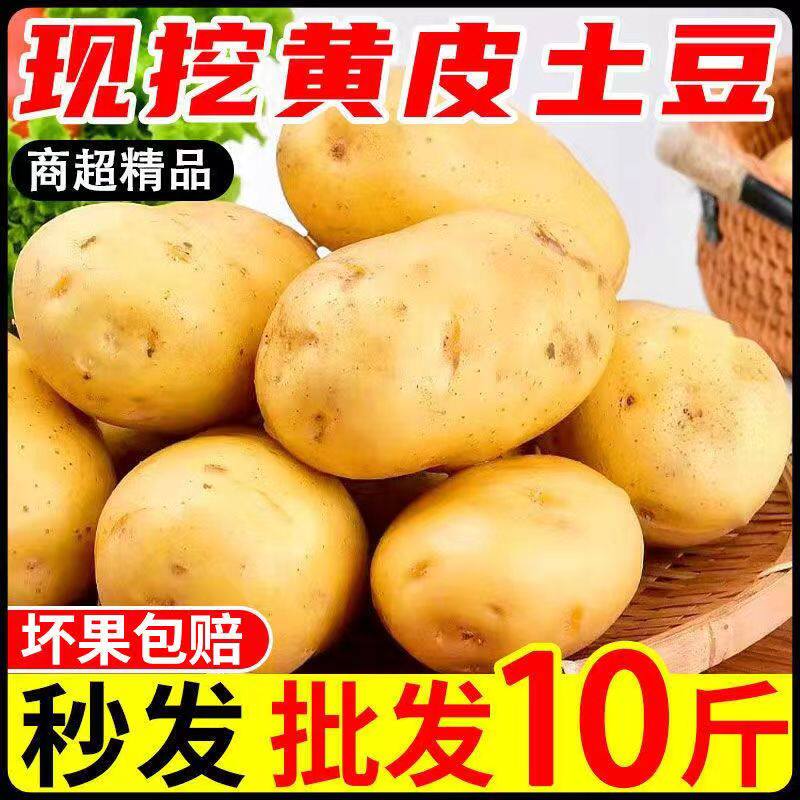 贵州特产老品种土豆新鲜应季本地粉面洋芋