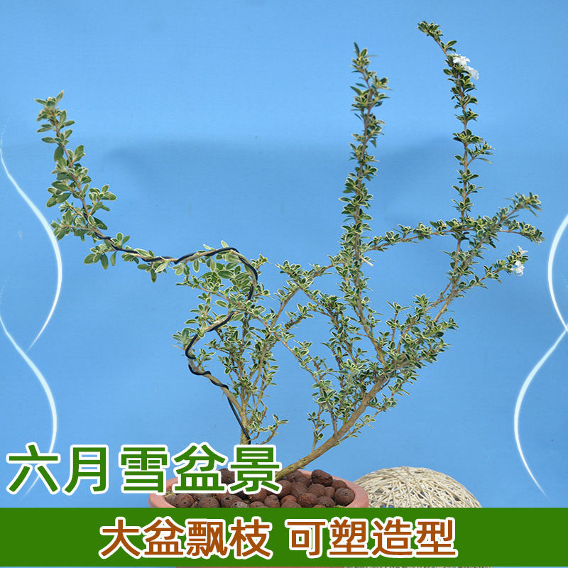 六月雪带盆开花盆景盆栽造型开花植物室内禅意盆景桌面办公室花卉