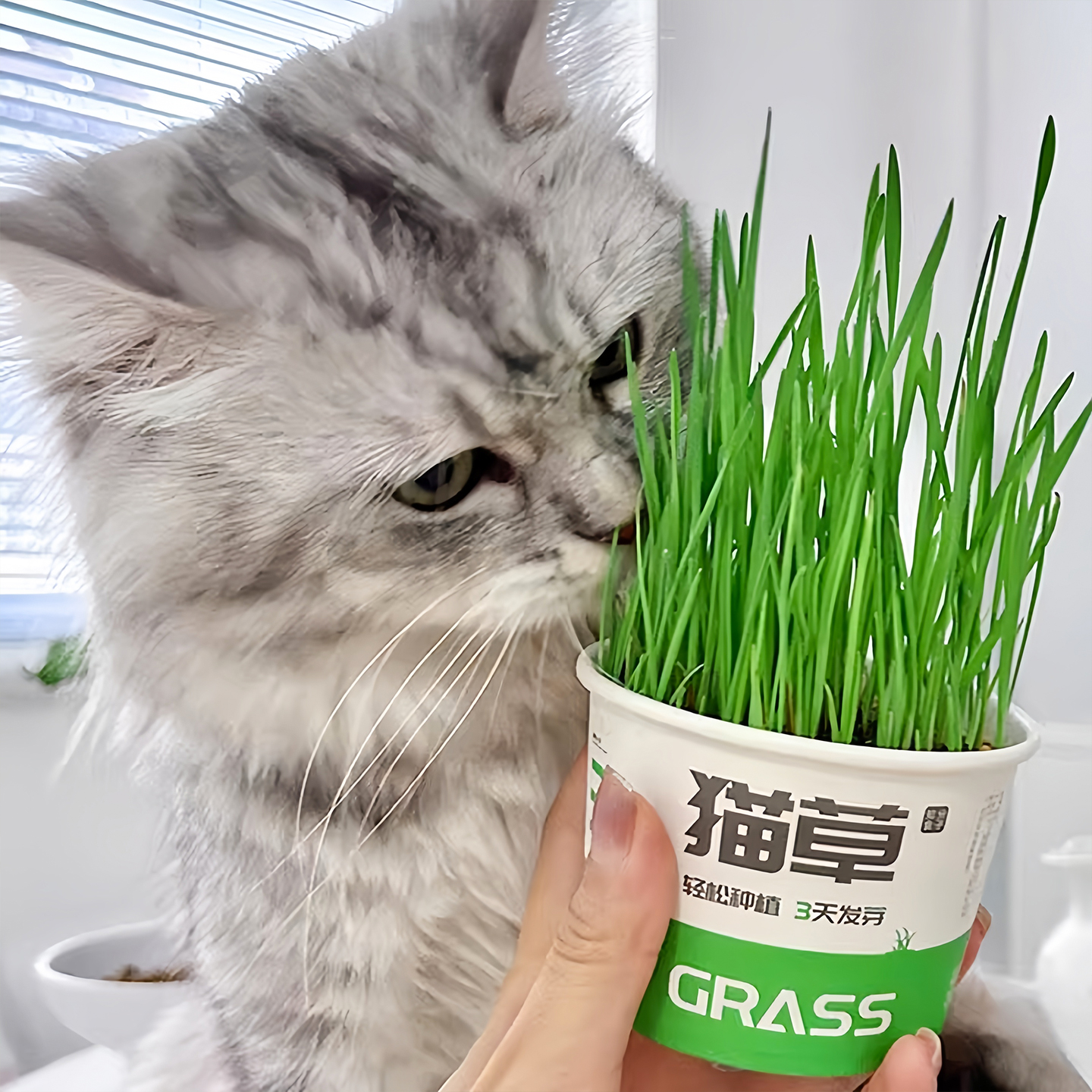 懒人泡面猫草盆栽种子排毛助消化