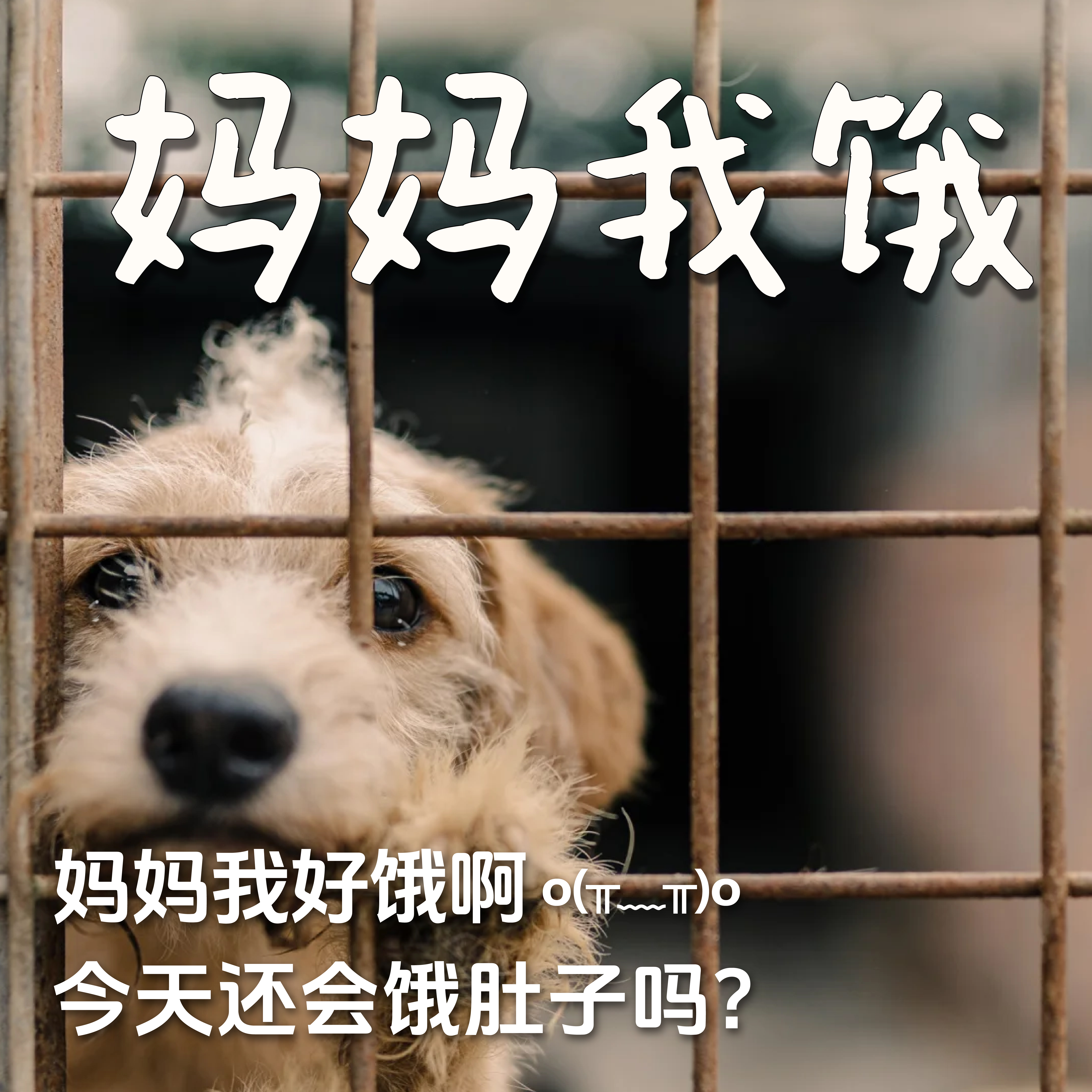 下单毛孩子周边纪念品，让基地里的毛孩子们有饭吃
