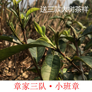 章家三队 高性价比布朗山名茶 小班章 头春散茶普洱生茶200克包邮