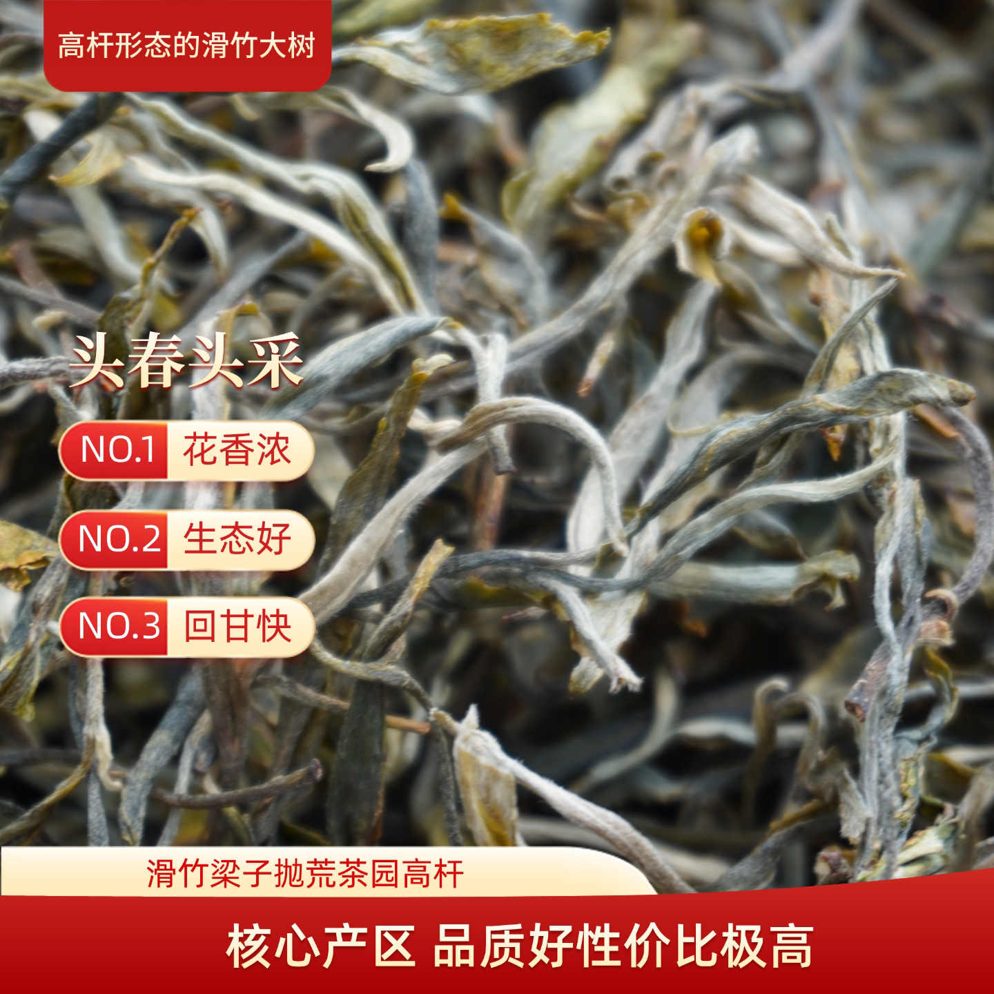 滑竹梁子高杆型大树茶香显味好