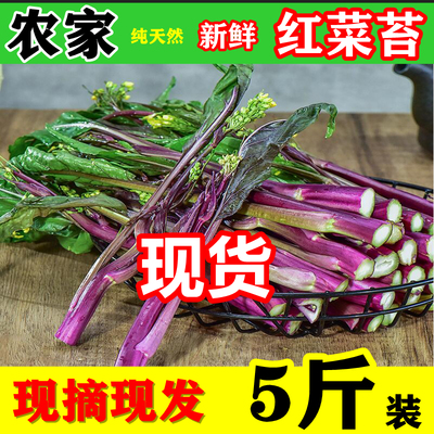 新鲜红菜苔湖北洪山菜苔紫菜苔农家特产红菜心青菜蔬菜红油菜5斤