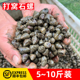 顺丰打窝石螺1/10斤装钓青鱼打窝饵料鲜活螺蛳湖北活体田螺丝