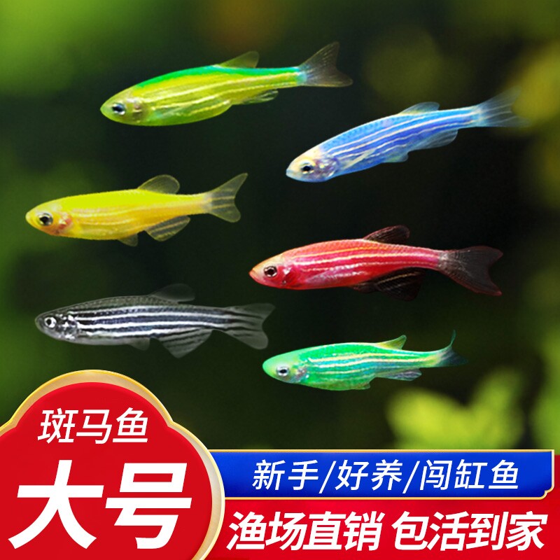 大号斑马鱼好养耐活红绿灯图片