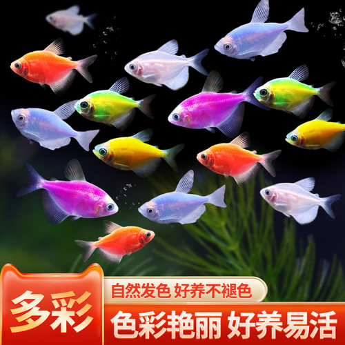 淡水热带糖果天使鱼批发