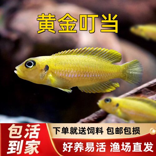 黄金叮当三湖慈鲷卷贝活体鱼坦鲷热带观赏鱼淡水好养耐活水宠物鱼