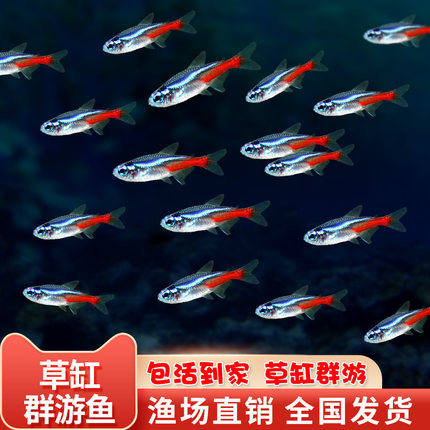 红绿灯鱼热带观赏鱼灯科鱼草缸小型淡水鱼宝莲灯鱼苗活鱼送鱼饲料