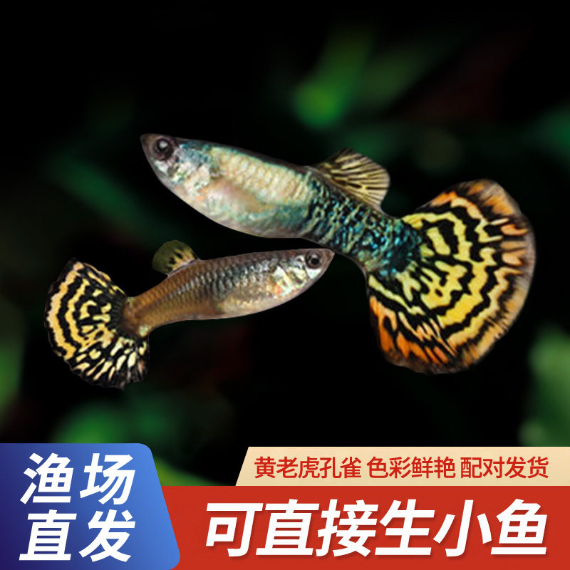 精品纯种黄老虎孔雀鱼热带观赏鱼鸿运当头小型淡水鱼好养耐活小鱼