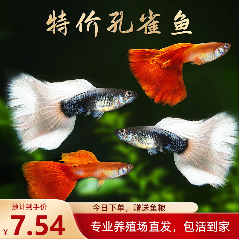 观赏鱼金鱼凤尾鱼热带孔雀鱼