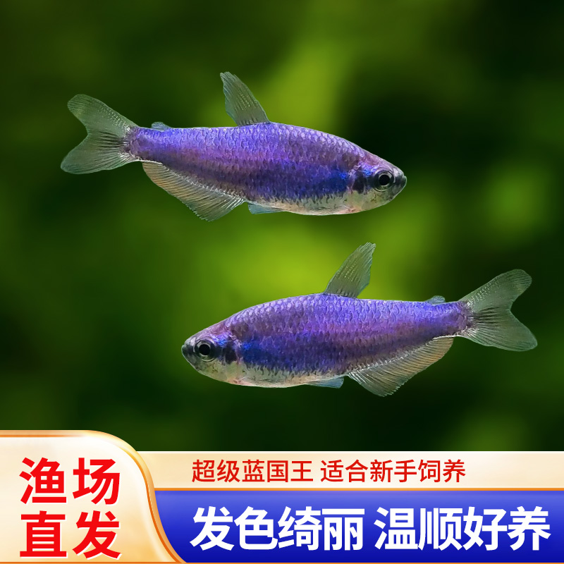 南美热带淡水小型观赏鱼