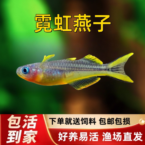 霓虹燕子鱼观赏活体包活