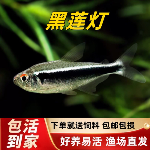 黑莲灯黑灯黑宝莲灯小型热带鱼观赏鱼红绿灯黑管灯鱼草缸群游活体