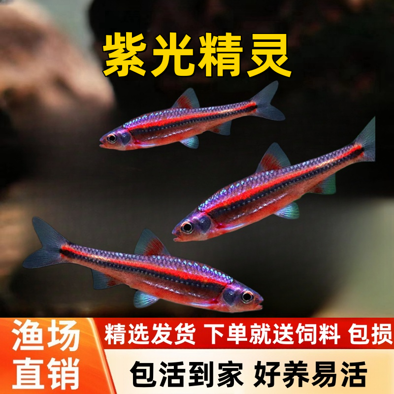 紫光精灵鱼幻彩霓虹多彩灯鱼原生冷水耐寒淡水北美小型观赏鱼活体