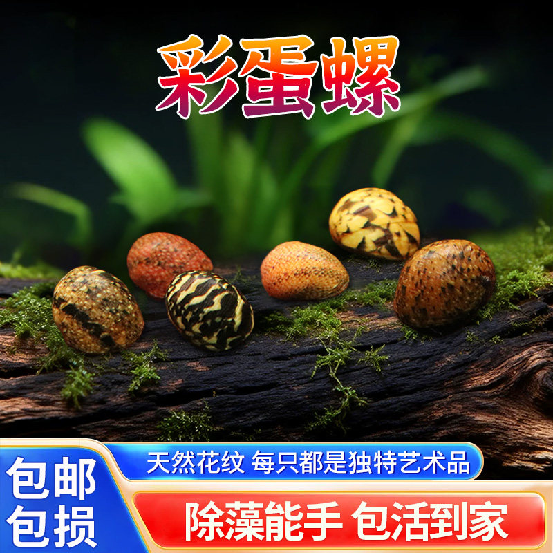 彩蛋螺彩蛋角螺活体斑马螺黑金刚螺观赏螺淡水去除绿藻蜗牛蜜蜂螺