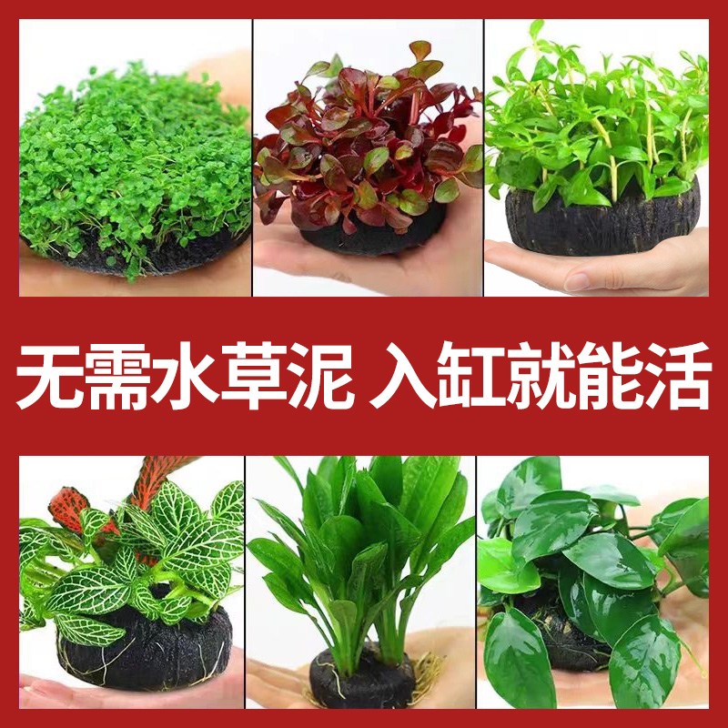 鱼缸水草植物造景阴性好养