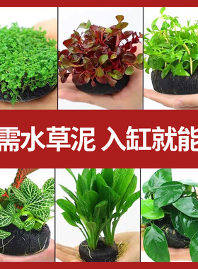 鱼缸水草植物活真草造景阴性好养坨草地珍珠懒人水榕红波火焰新手