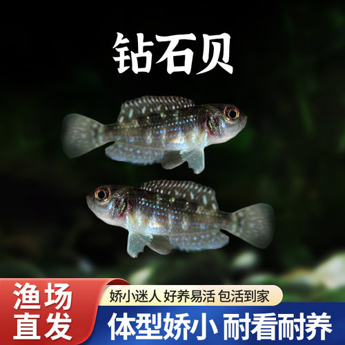 钻石贝三湖慈鲷坦鲷卷贝斑马贝鱼黄帆天堂鸟黄金叮当小缸小型热带
