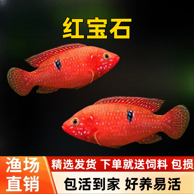 血钻红宝石红钻石食土鲷鱼三湖慈鲷观赏鱼淡水活鱼好养热带鱼包活