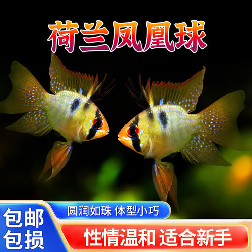荷兰凤凰球蓝波子活体观赏鱼