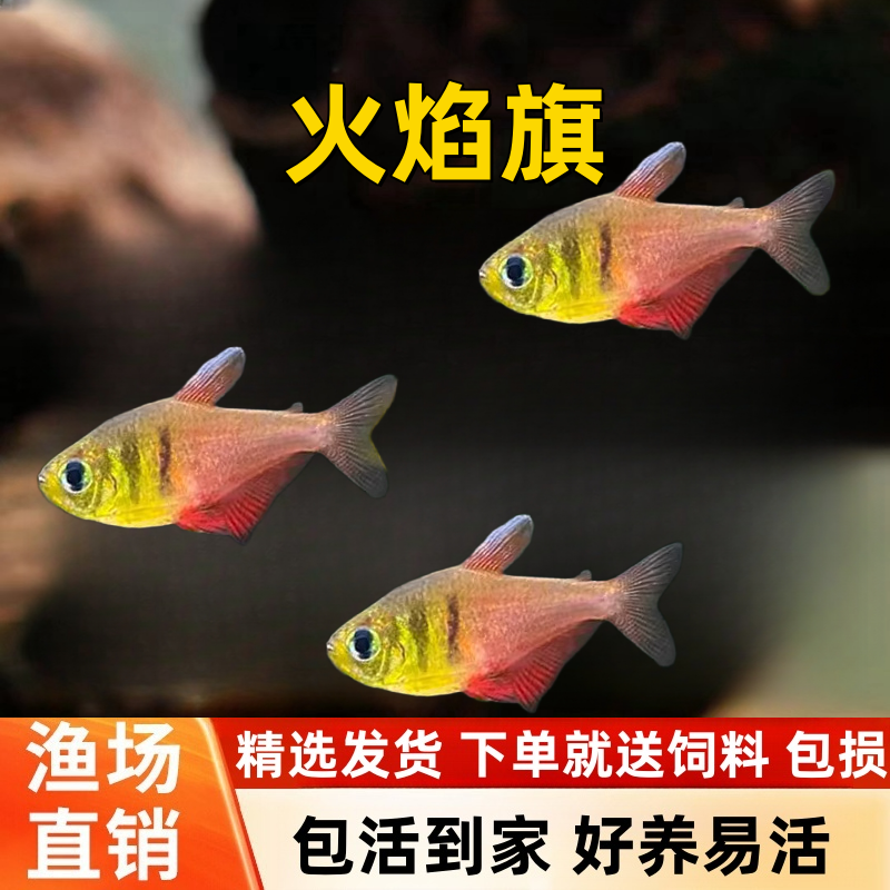 宠瑜火焰旗灯鱼南美火焰旗