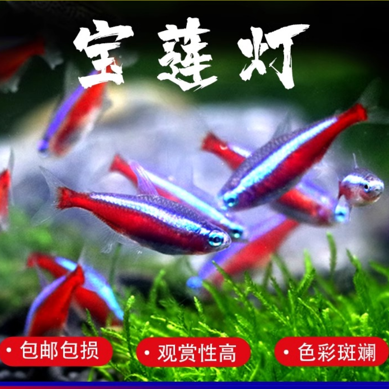 热带观赏宝莲灯鱼好养耐活