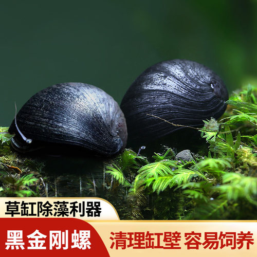 除藻热带淡水好养耐活不吃水草