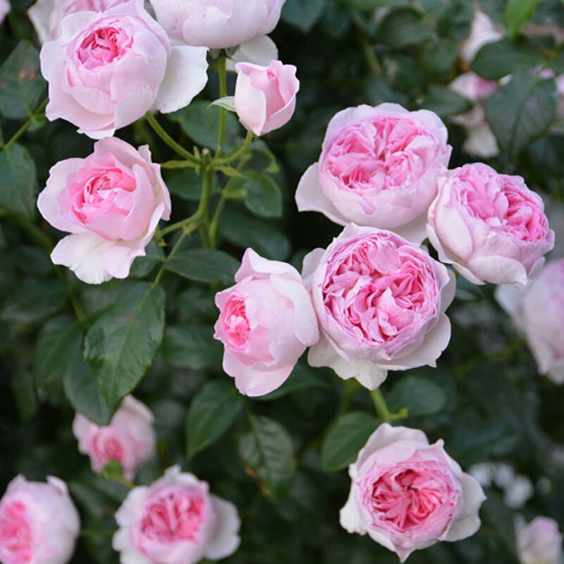 【y九语】我的心藤本月季花苗庭院爬藤阳台植物花卉蔷薇四季开花