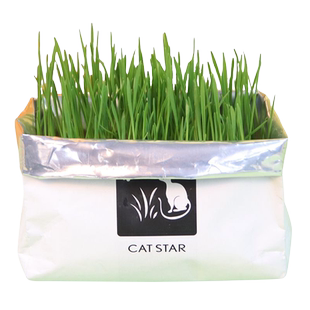 猫草无土盆栽化毛草种子非已种好懒人幼猫小麦种子有机猫咪零食品
