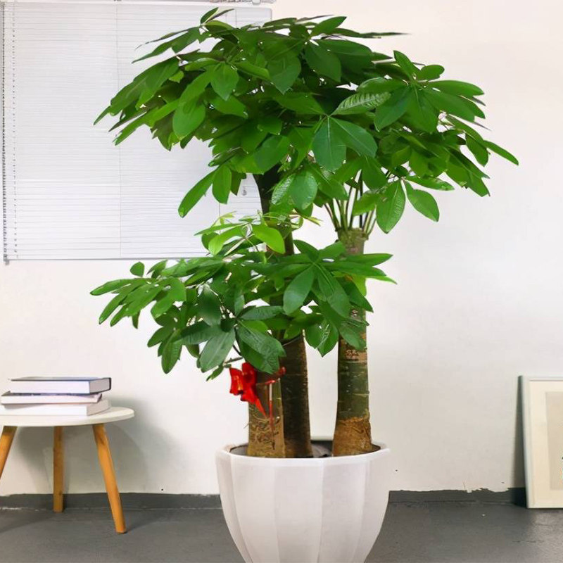 发财树盆栽室内客厅大型绿植办公室开业乔迁新居花卉植物步步高升