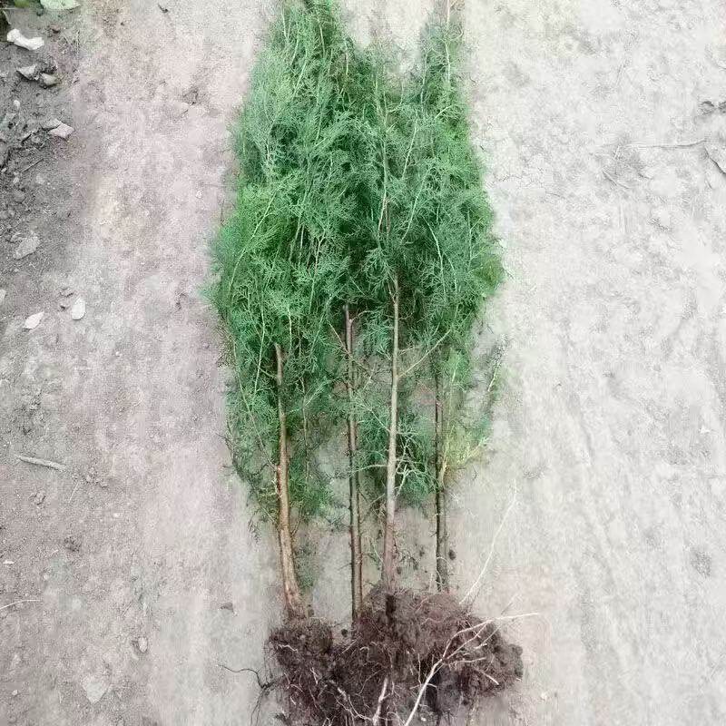 侧柏圆柏子孙树塔柏宝塔松塔柏大树带土球松柏柏树苗龙柏柏树苗