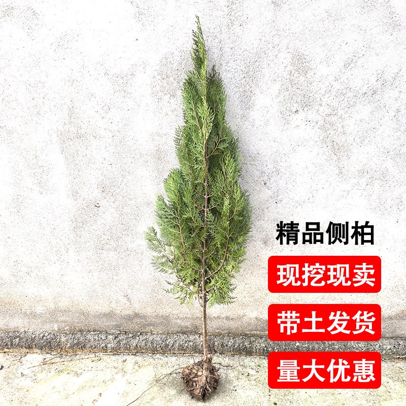 侧柏圆柏塔柏树苗宝塔松塔柏大树桌面绿植
