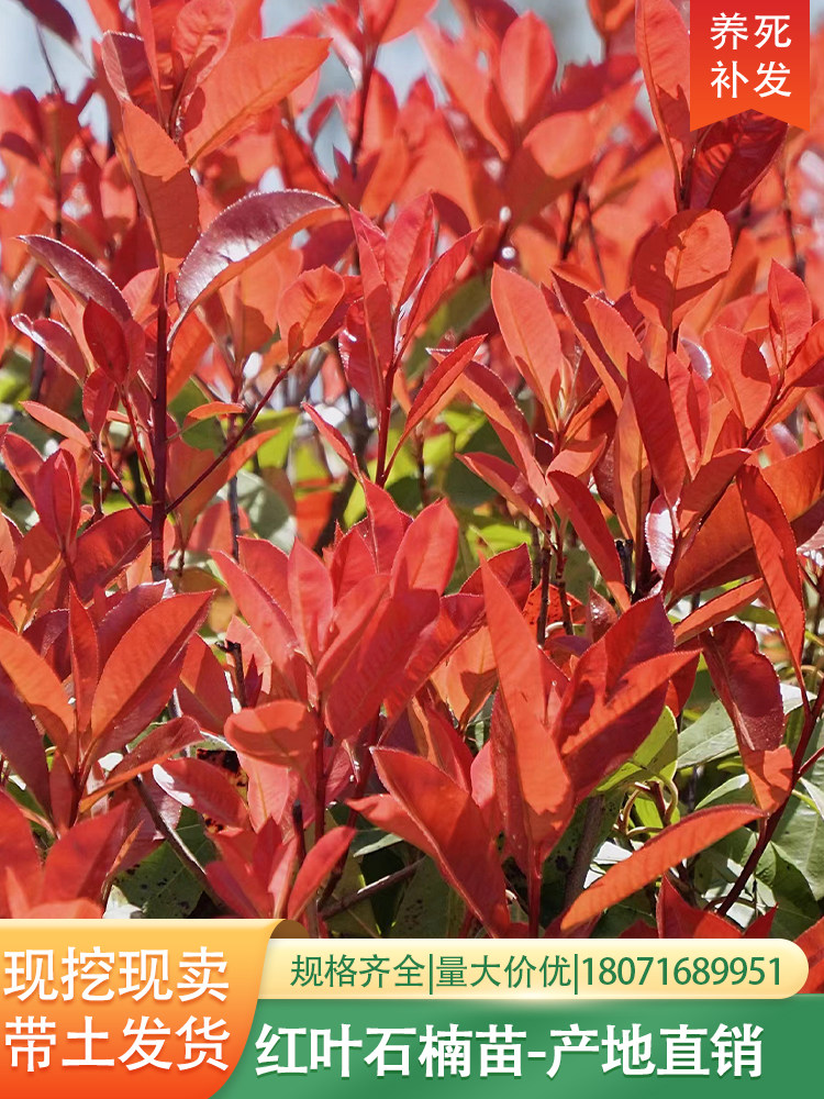 红叶石楠庭院绿化红叶石楠苗红叶石楠球红叶石楠树火焰红不落叶