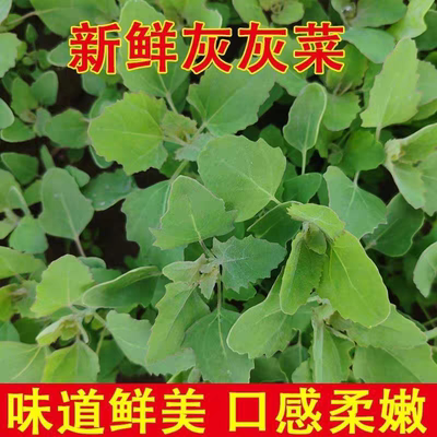 新鲜灰灰菜灰藜灰藜菜灰灰菜灰藜菜灰藜菜灰藜菜灰藜菜灰藜菜