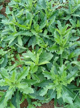刺儿新鲜七七野生小蓟纯天然当季刺菜蓟刺菜现挖草刺刺角芽野菜