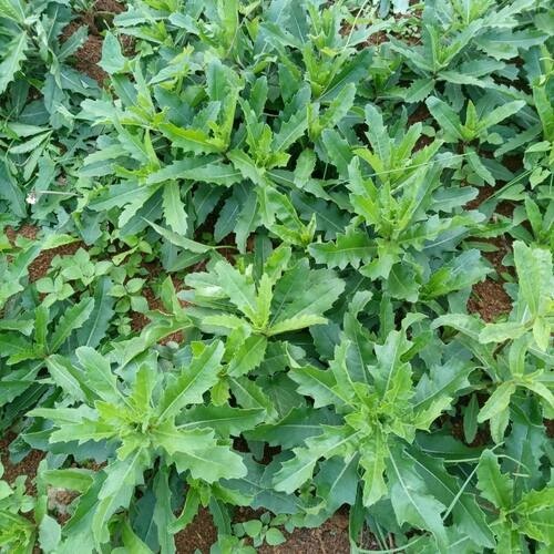 刺儿新鲜七七野生小蓟纯天然当季刺菜蓟刺菜现挖草刺刺角芽野菜