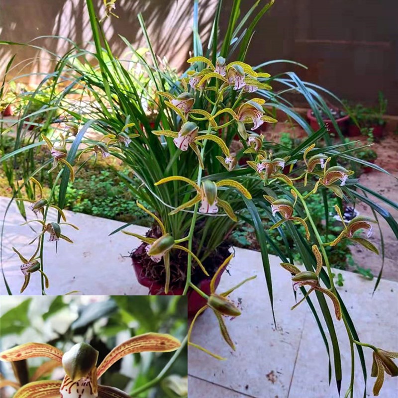 云南虎头c兰小叶虎头兰花盆栽新鲜植物盆景5苗包邮送.原x生腐殖土