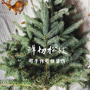 鲜切云杉枝条诺贝松圣诞枝条 圣诞手工材料 蓝杉金杉 观叶客厅DIY